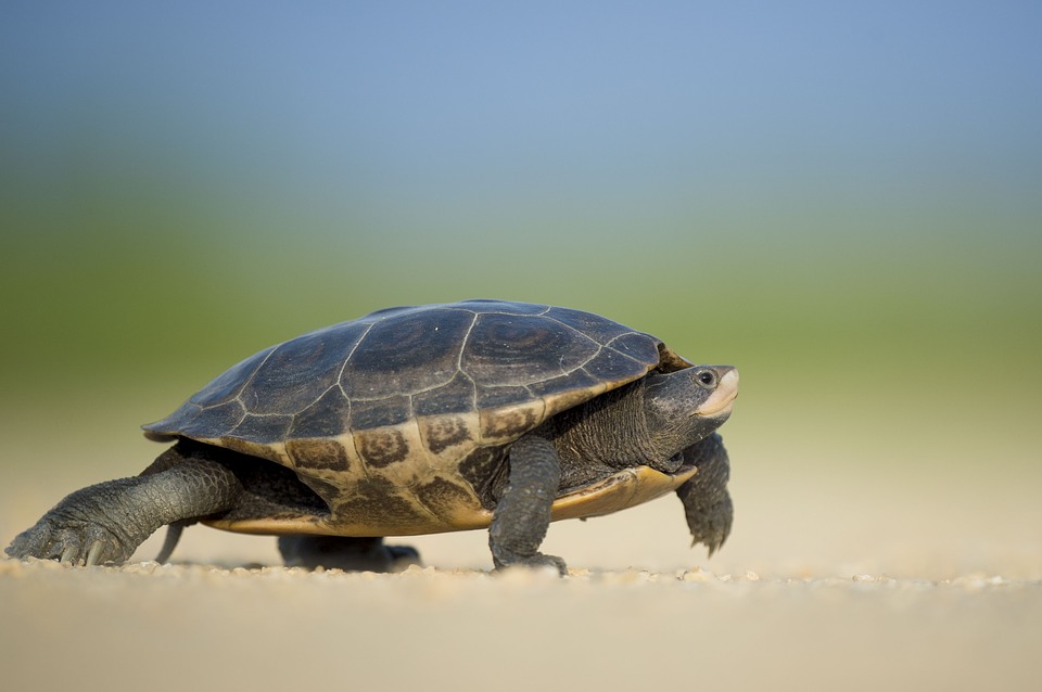 Более четырех тысяч черепах не пустили в ПФО