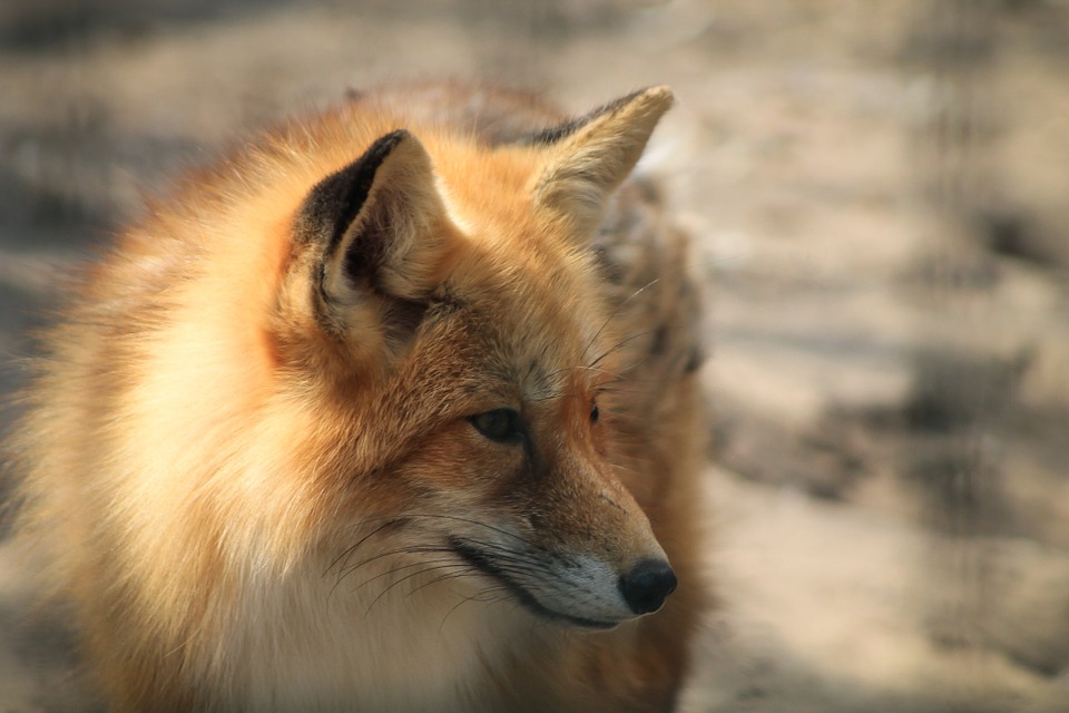 Бешеная лисица обнаружена в Починковском районе