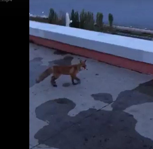 Лиса продолжает бегать по центру Нижнего Новгорода