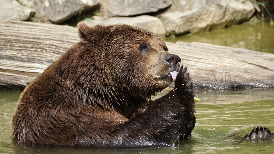 Медведологи не нашли ничего опасного в визитах косолапого в Саров