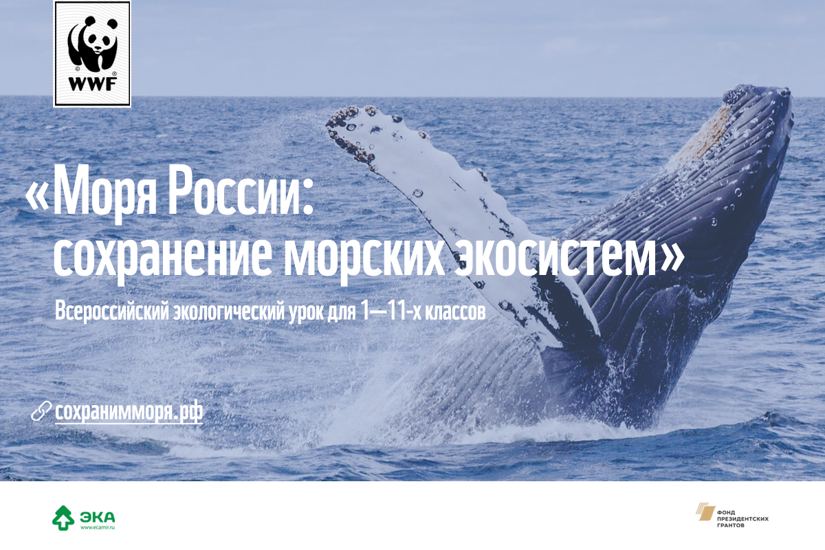 Учителей Нижегородской области приглашают провести экоурок о сохранении морских экосистем