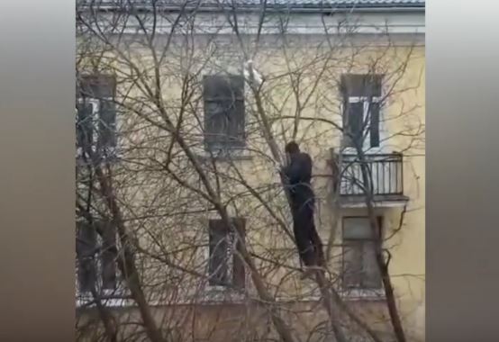 Не повторять, опасно: в Сарове мужчина залез на дерево за котом