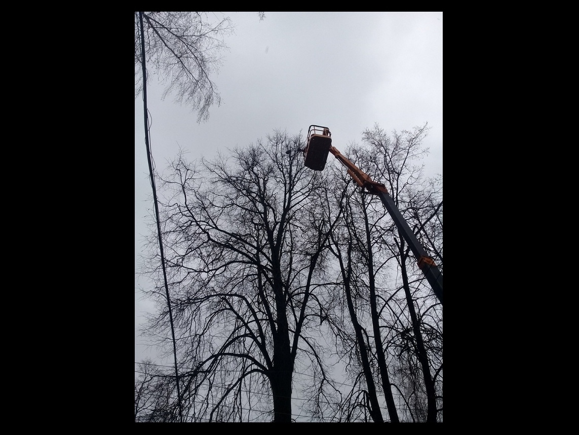 Павловчане объединились и спасли сидевшую на дереве кошку