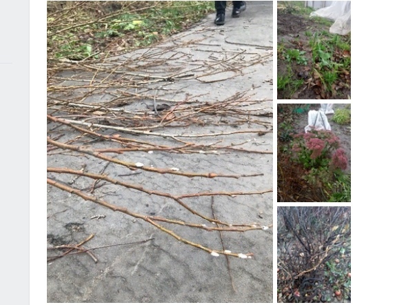 Лук и цветы растут у нижегородцев в садах в середине ноября