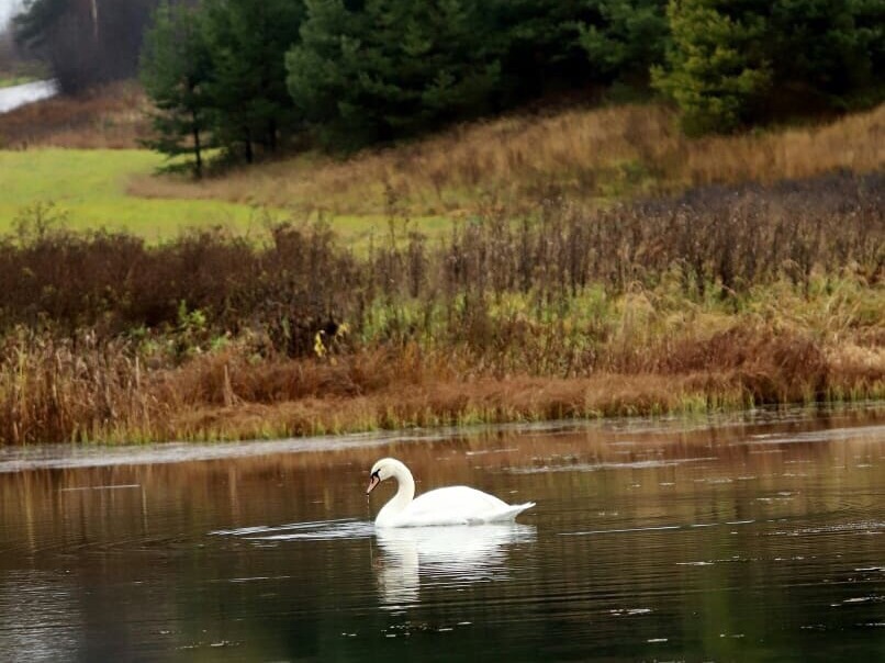 Лебедь-интроверт облюбовал озеро в Воскресенском районе