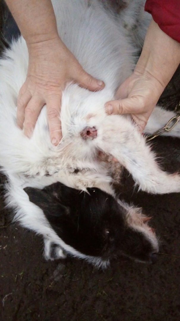 Ветеринар расстрелял стаю собак в Семёновском районе