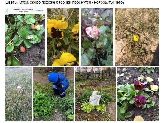 Ягоды и розы выросли в садах нижегородцев в середине ноября