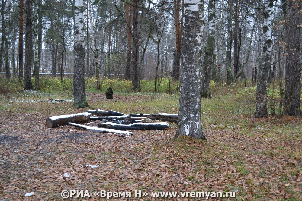 Предприниматель незаконно нарубил деревьев на 3,2 млн рублей