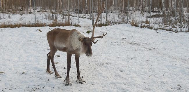 Олени из Керженского заповедника начали сбрасывать рога