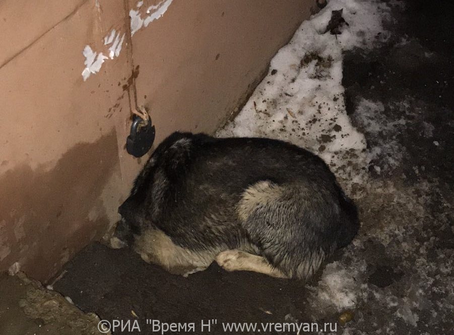 Застрявшую собаку спасали нижегородцы в новогоднюю ночь