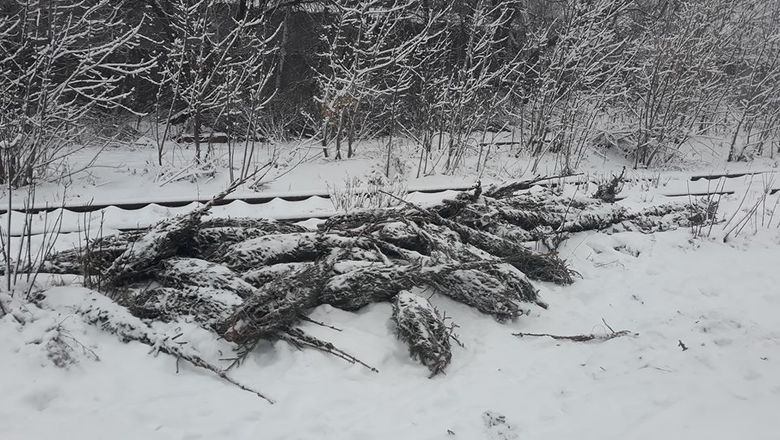 Нижегородские продавцы выбросили непроданные новогодние елки