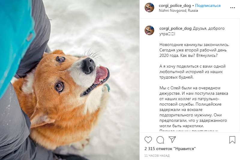 Нижегородец хотел проверить корги-полицейского и попался с наркотиками