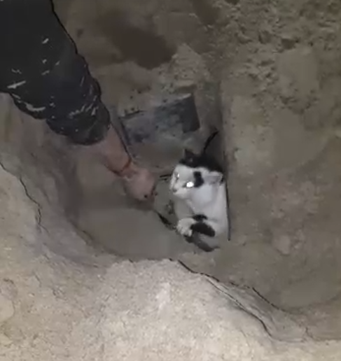 Нижегородцы спасли замурованного под бетонной плитой котенка