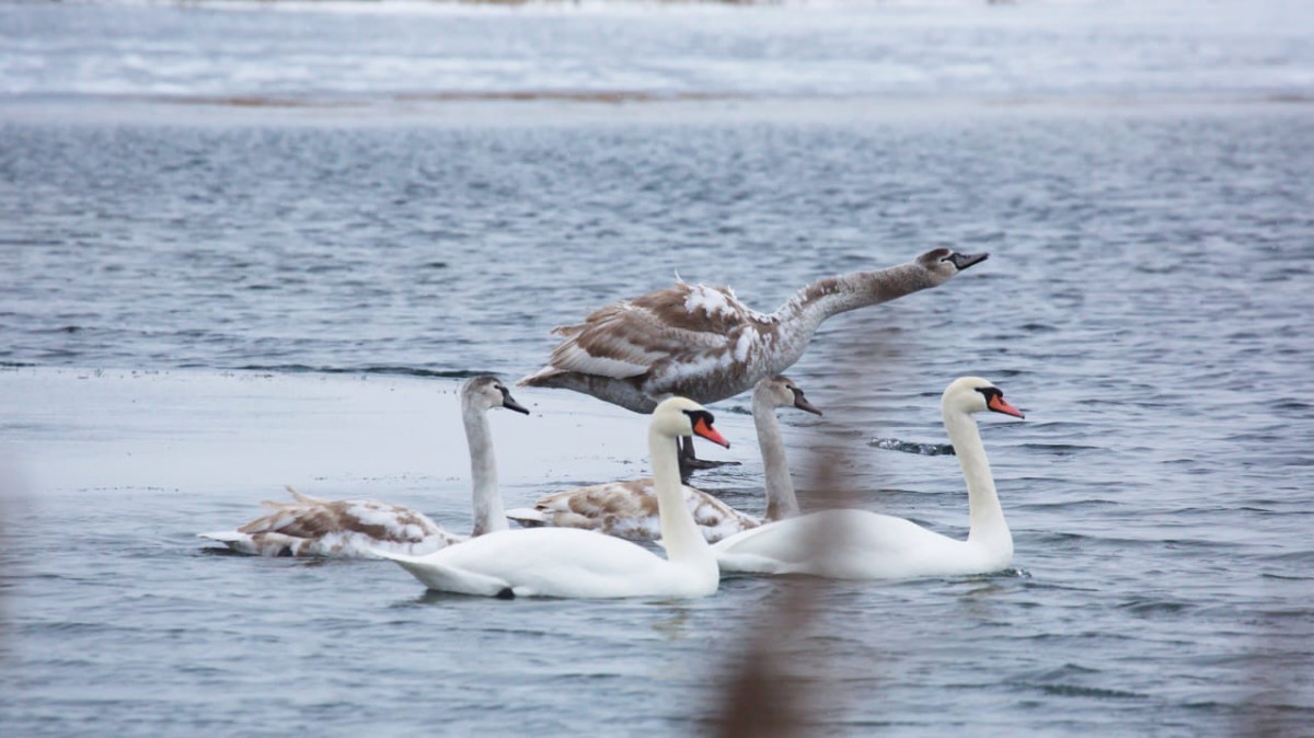 Белые лебеди остались зимовать на Вадском озере