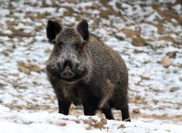 Африканскую чуму свиней выявили в Ардатовском районе