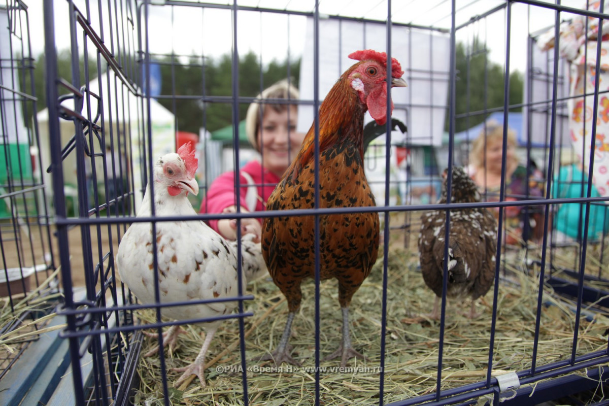 Подсчитано, сколько яиц в год дает одна курица в Нижегородской области