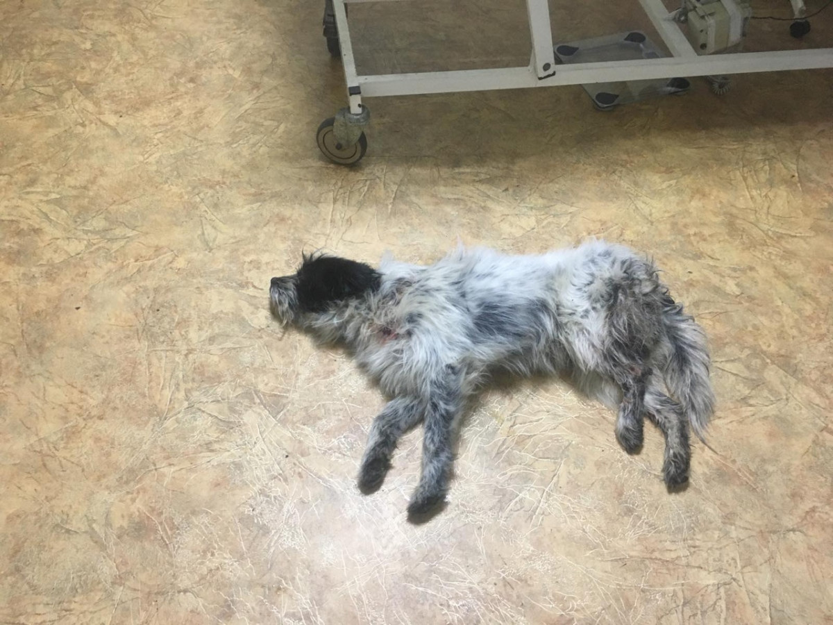 Нижегородка спасла умирающего пса на заброшенной дороге