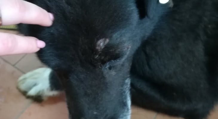 Двое жителей Арзамасского района пытались убить собаку на глазах у детей