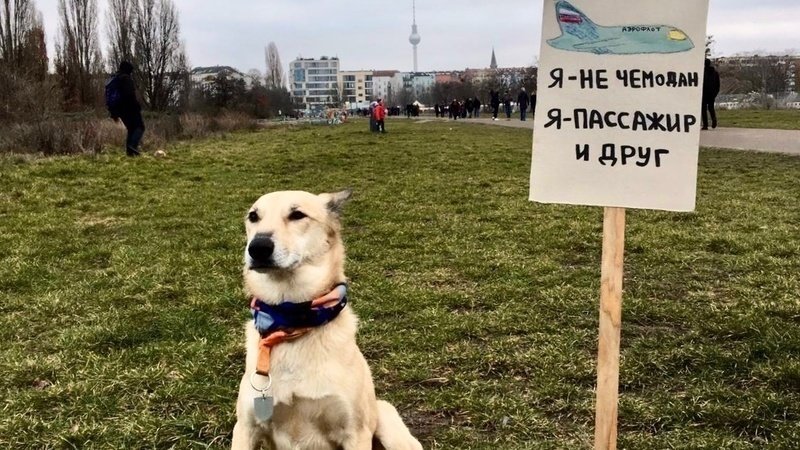 Ваша собака для нас — чемодан: россияне требуют от «Аэрофлота» гуманности к животным