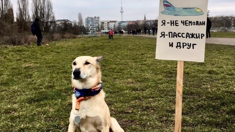 Ваша собака для нас — чемодан: россияне требуют от «Аэрофлота» гуманности к животным
