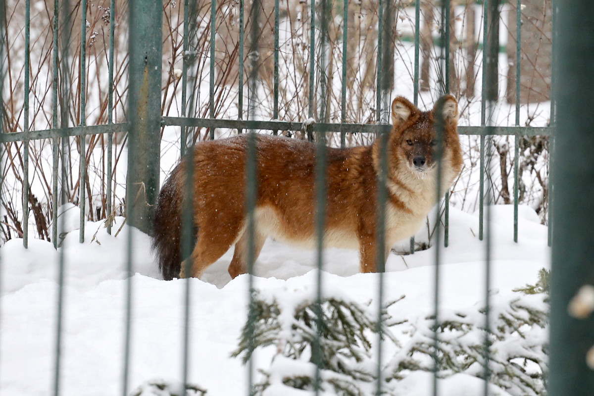 Красных волков перевезли из бывшего зоопарка «Мишутка» в Кострому
