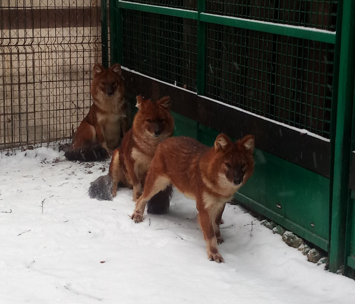 Красных волков из «Мишутки» успешно доставили в костромской парк