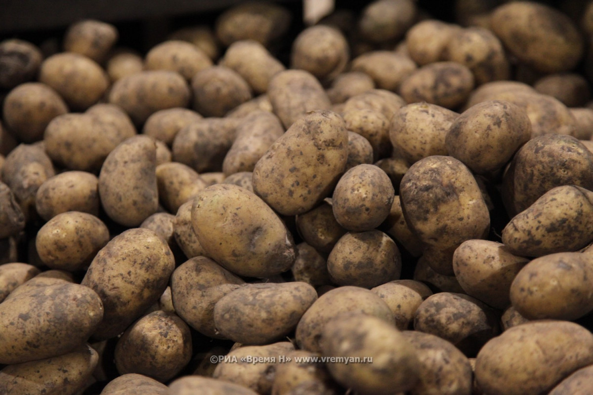 Стеблевая нематода обнаружена в нижегородском картофеле