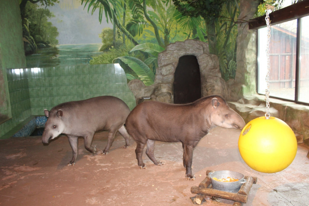 День всех влюбленных отметят в нижегородском зоопарке «Лимпопо»