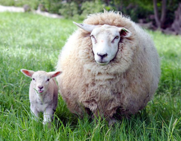 Овцы без документов найдены в Нижнем Новгороде