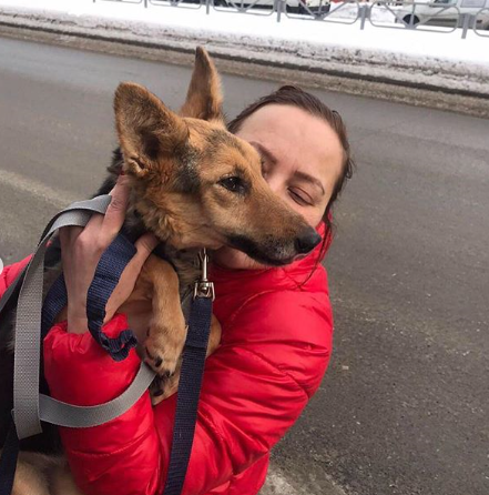 Жительница Перми приютила спасенную в Нижнем собаку Цапу