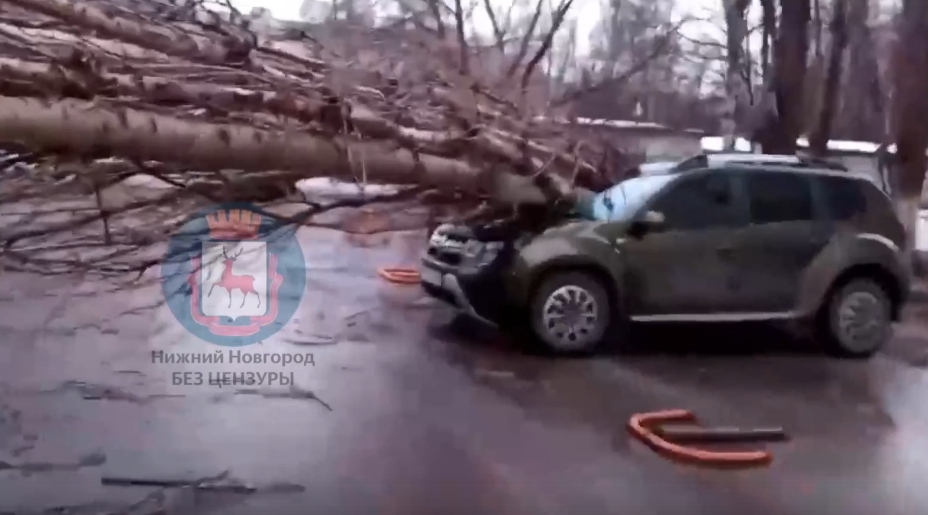 Рухнувшее дерево раздавило три машины в Автозаводском районе