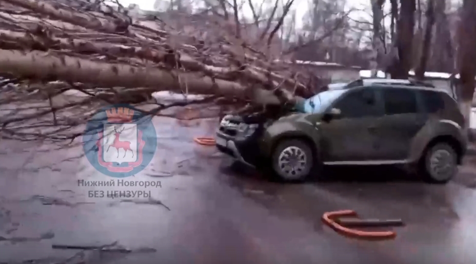 Рухнувшее дерево раздавило четыре машины в Автозаводском районе