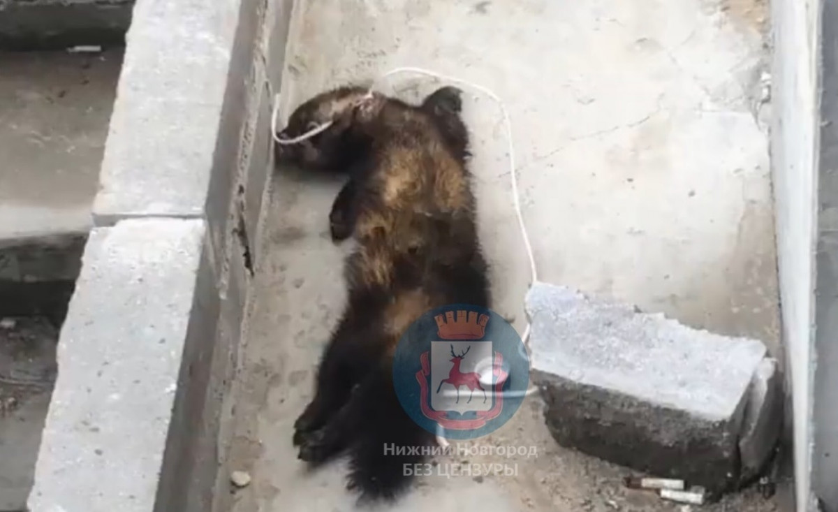 Хорька повесили на Мещерском бульваре Нижнего Новгорода