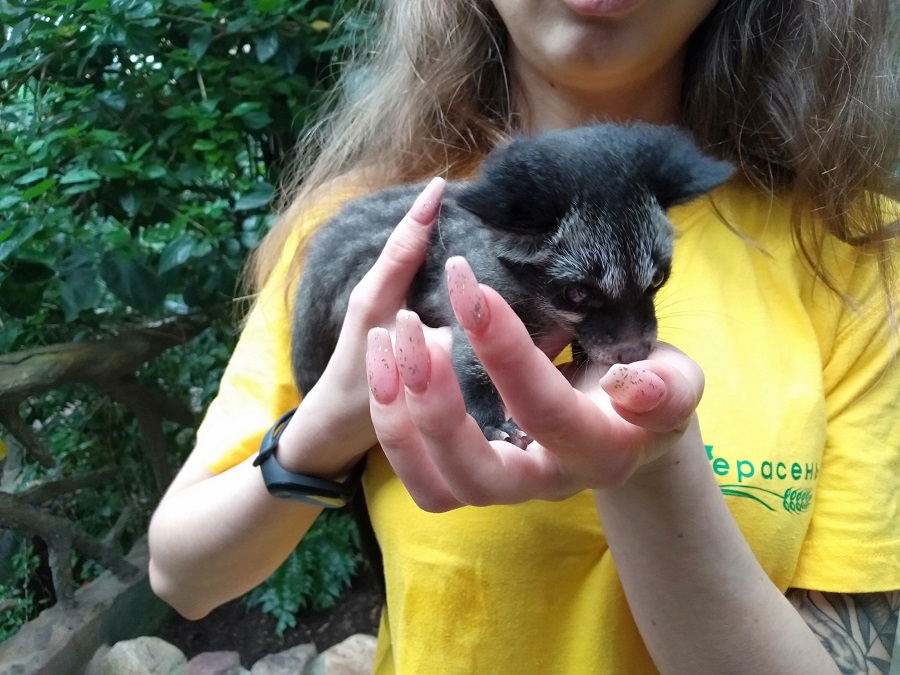 Зоопарк «Лимпопо» показал малыша циветты