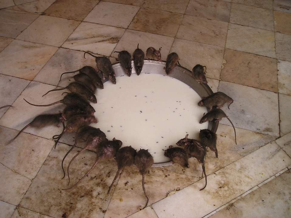 Полчища громадных крыс бегают по улице в Нижнем Новгороде