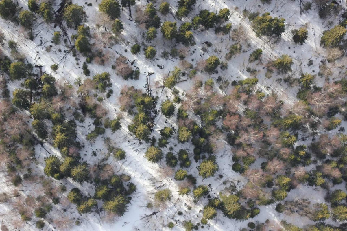 Диких животных Нижегородской области посчитают с небес