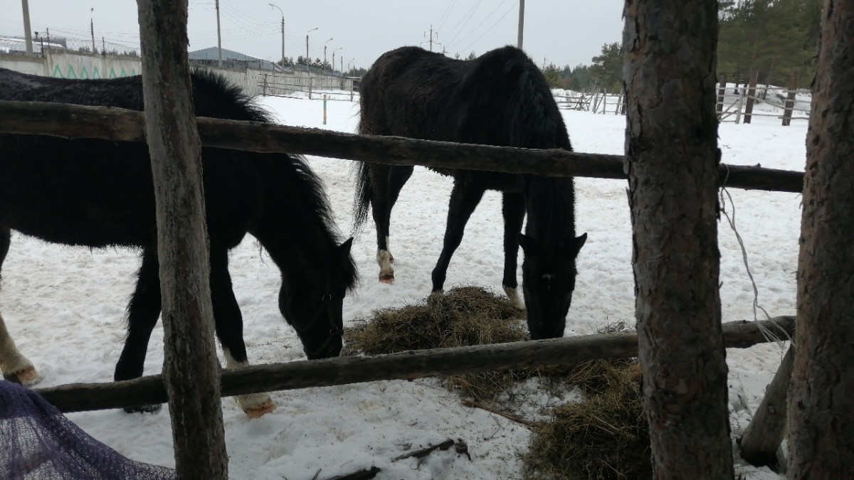 Полиция проверяет незаконный «концлагерь» для лошадей в Дзержинске