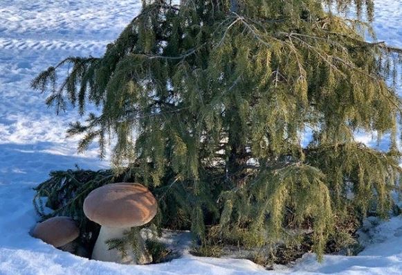 Евгений Люлин сфотографировал огромные грибы под ёлкой