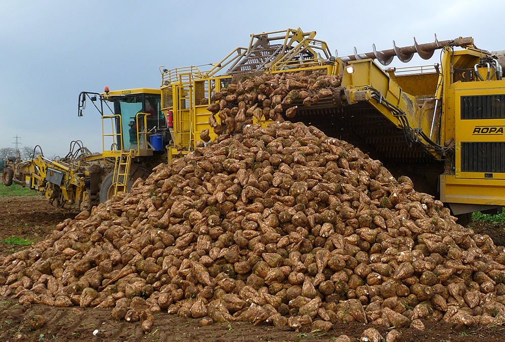Производство сахарного песка в Нижегородской области выросло на 24%