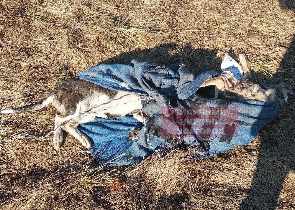 Новые жертвы живодеров найдены в Нижнем Новгороде