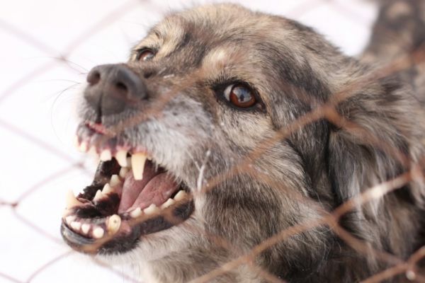 Бешеная собака обнаружена в Бутурлинском районе