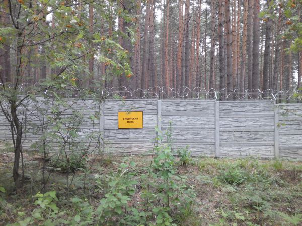 Скотомогильник с сибирской язвой обнаружен в Нижегородской области