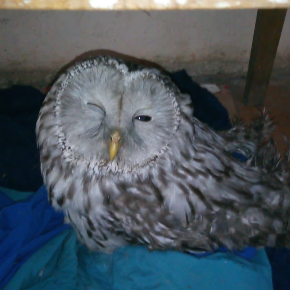Нижегородцы спасли сову от стаи галок в Автозаводском районе