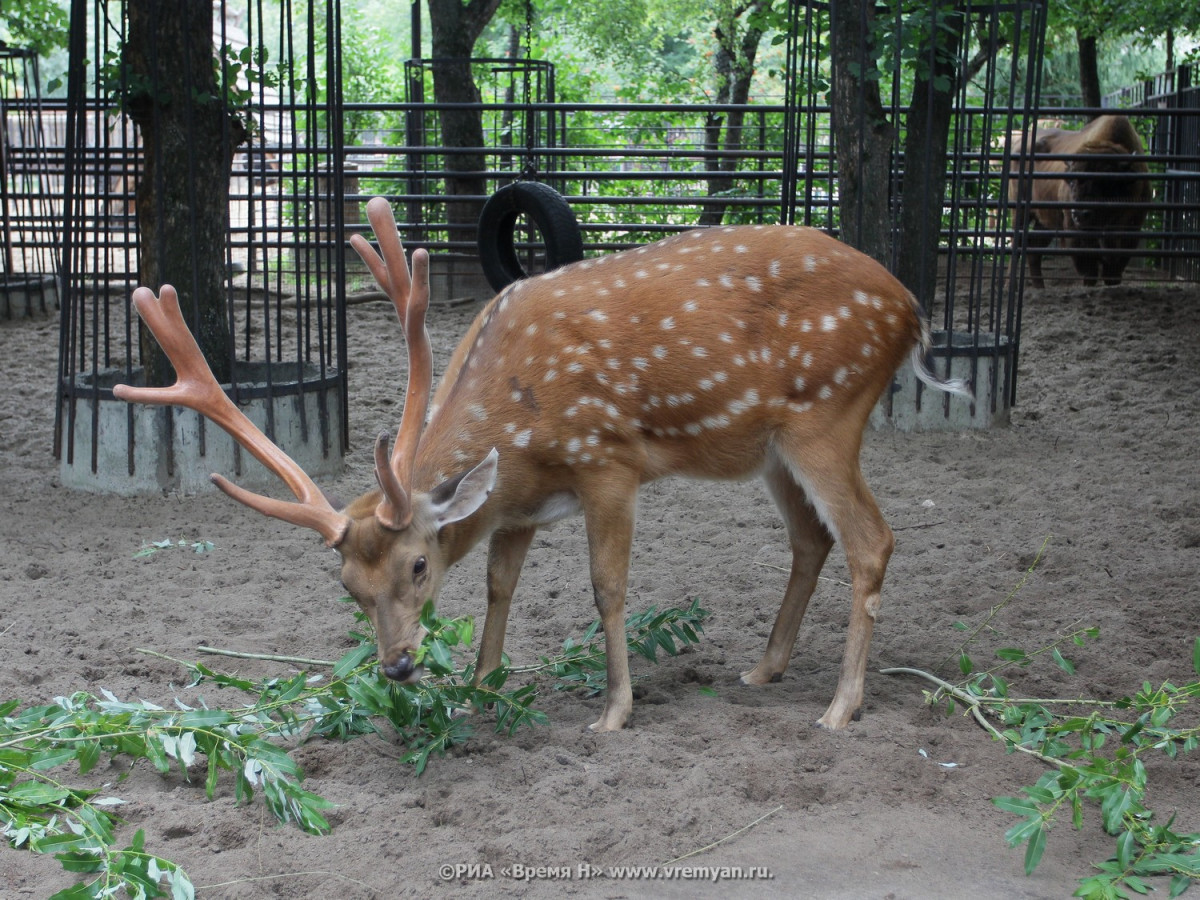 Нижегородское правительство будет спасать зоопарк «Лимпопо»