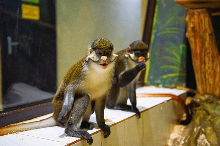 Нижегородца спасли зоопарк «Мадагаскар» от закрытия