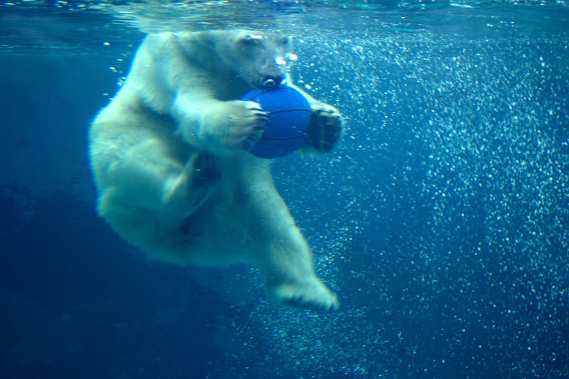 Белая медведица устроила игры с директором нижегородского зоопарка
