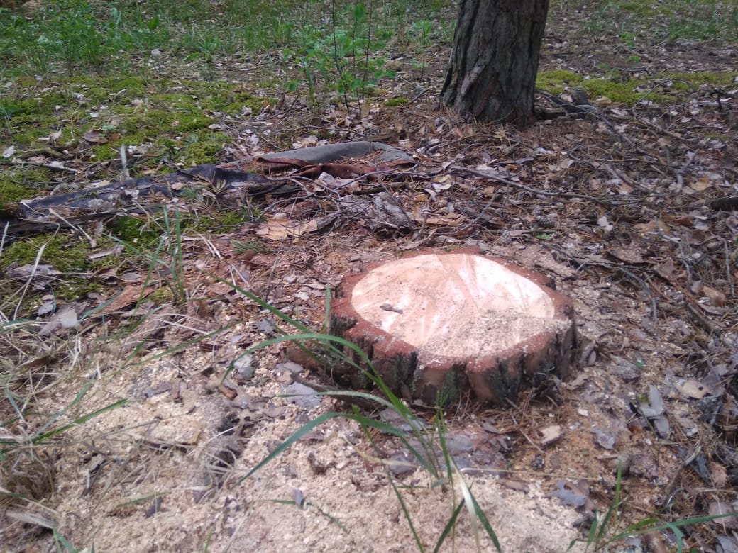 Незаконная рубка деревьев пресечена в Навашинском заказнике