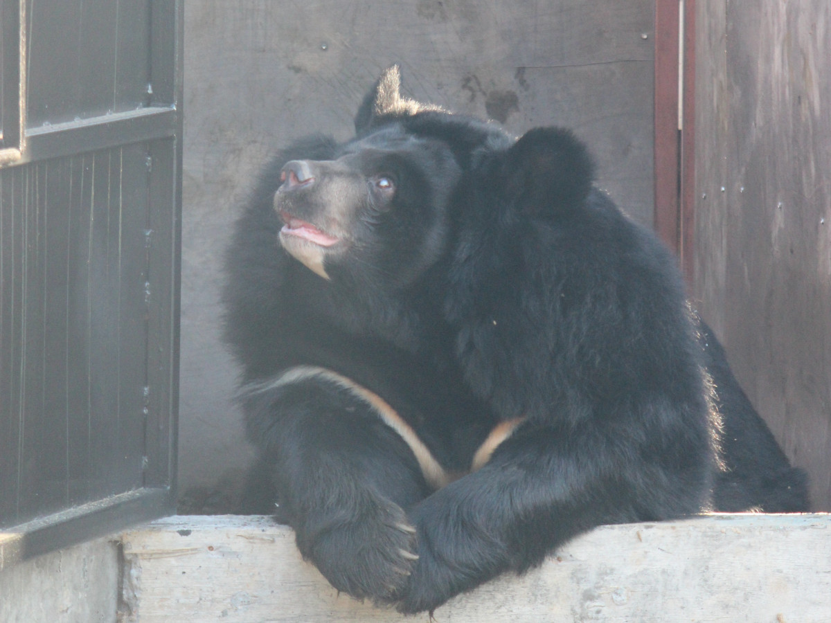 Гималайская медведица Даша умерла в зоопарке «Лимпопо»