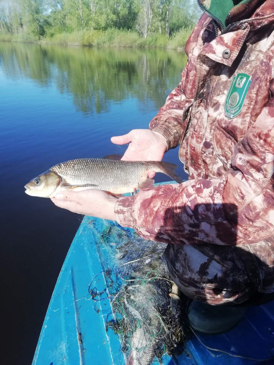 Более 20 тысяч рыб спасли из браконьерских сетей в Нижегородской области