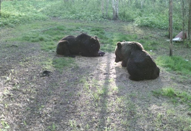 150 бурых медведей появились в нижегородских лесах за год
